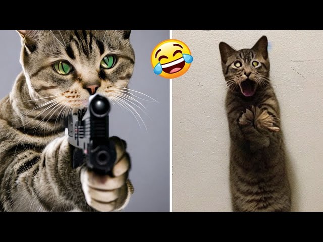 Funny Dogs And Cats Videos 2023🤣😹 Funny Animals😉 Wholesome Moments #6