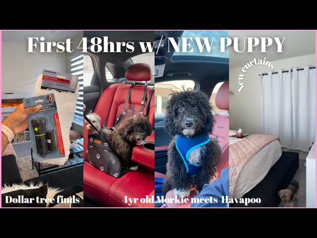 VLOG | First 48 hrs w/ NEW PUPPY!! 🐶Prince has a brother! Putting up new curtains +Dollar tree Haul