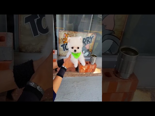 Baby Pomeranian video cutest puppy lovely puppy - Teacup puppies KimsKennelUS