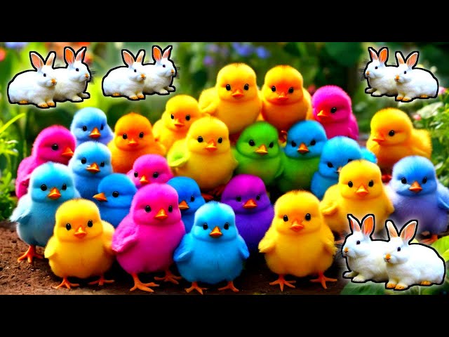 Colorful Chickens, World Cute Chickens, Rainbows Chickens, Cute Ducks, Cat, Rabbit, Cute Animals