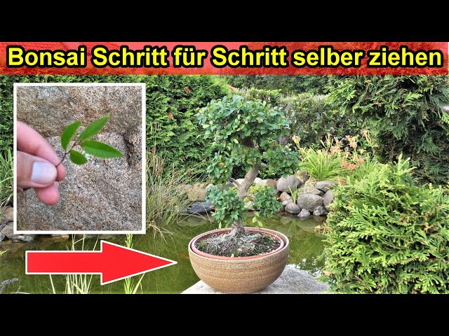 Vom Steckling zum Bonsaibaum / Bonsai selber ziehen & machen - Anleitung - Bonsai Zeitraffer 6 Jahre