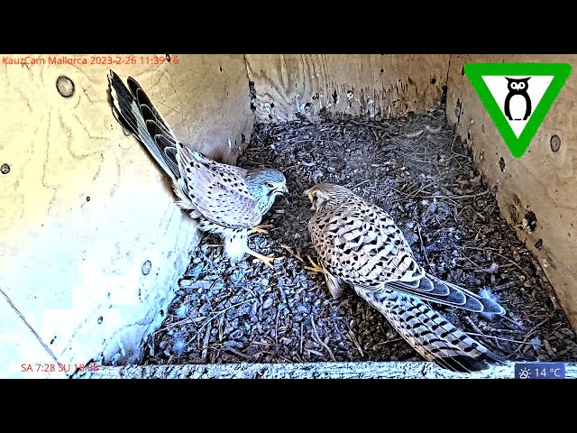 🔴 KauzCam Mallorca Turmfalke