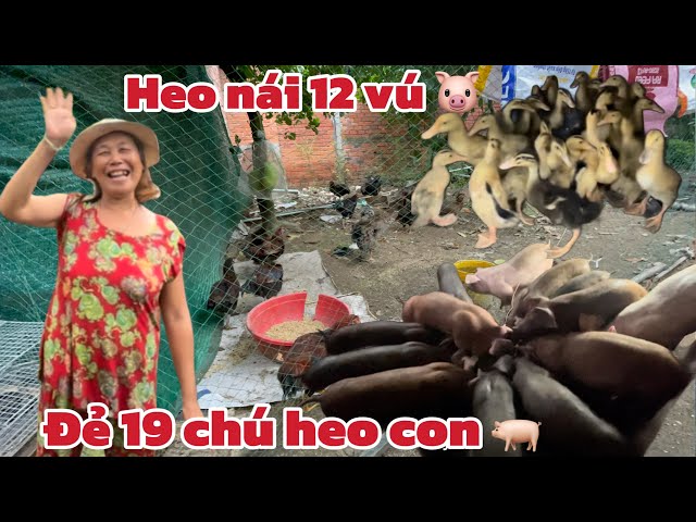 Cuộc Sống, Thu Nhập Của NGƯỜI GIÀ Ở Nông Thôn Việt Nam??#@camtutvmientay#heonaide#heocon#heothit