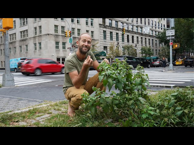 Foraging 100% of My Food For a Month - Learn 40+ of the Plants I Ate!