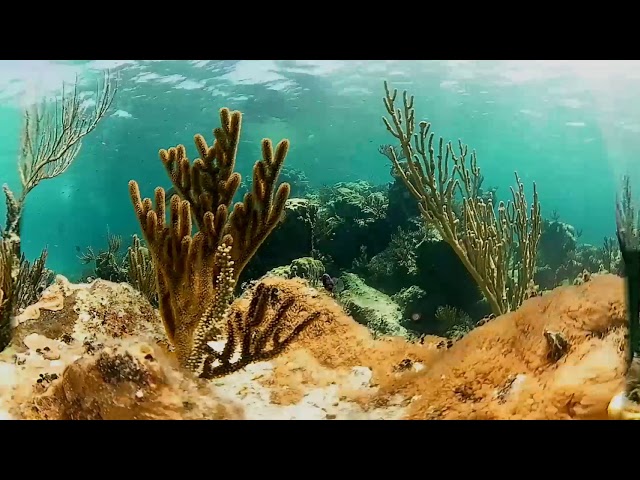 Don't take a cigarette break, Take a virtual dive break at Stuart Cove's Dive Bahamas.