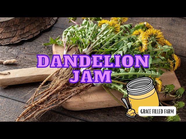 How to make & can Dandelion Jam | Spring how to | Sustainable living | Wild edibles | March 2023