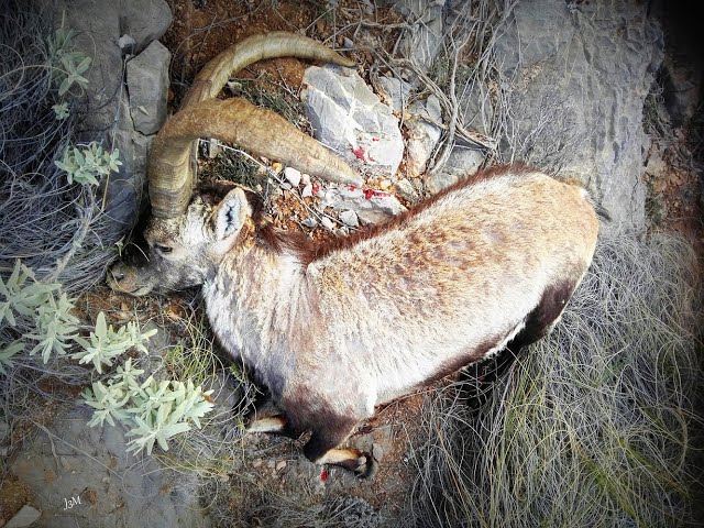 Ibex Bowhunt Caza con arco macho montés rececho Andalucía