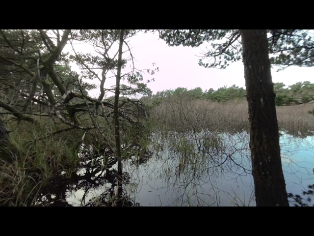 Water Ripples in a Coastal Marsh