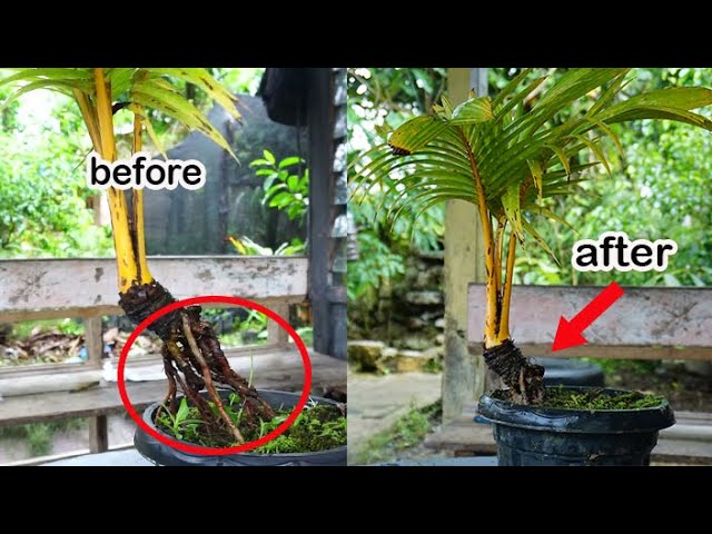 How to Save Coconut Shell Roots that Have Been Shelled