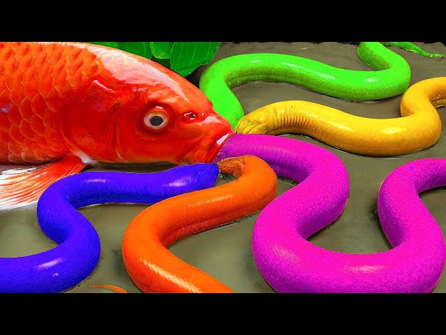 Stop Motion Cooking ASMR - Satisfying Catfish Carp Fishing Pink Eel | Colorful baby fish