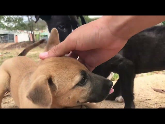 little dog misses her mother and just wants to go to bed to dream of her