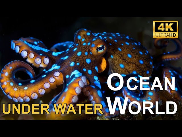 Underwater World 4K ULTRA HD – Marine Life, Sea Animals and Coral Reef #4k #world