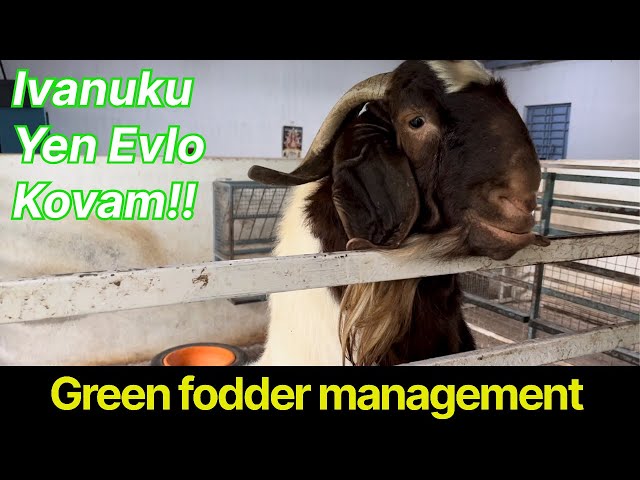 ஆட்டுப்பண்ணையின் தீவனமேலாண்மை|Green fodder management|Boer Goat farm|#boer #boergoats #goatfarm