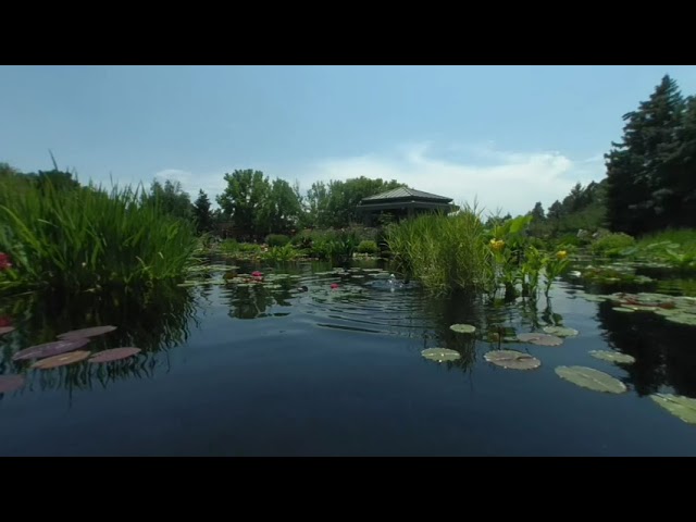 VR180 Stereoscopic 3D - Dabbling ducks in the Japanese pond at Denver Botanic Gardens.