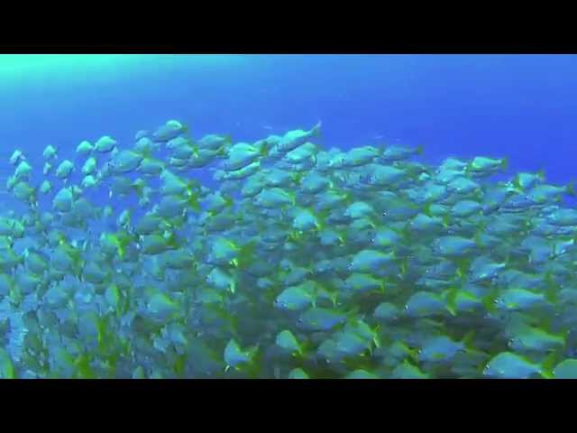 Canary Diving Adventures 2015