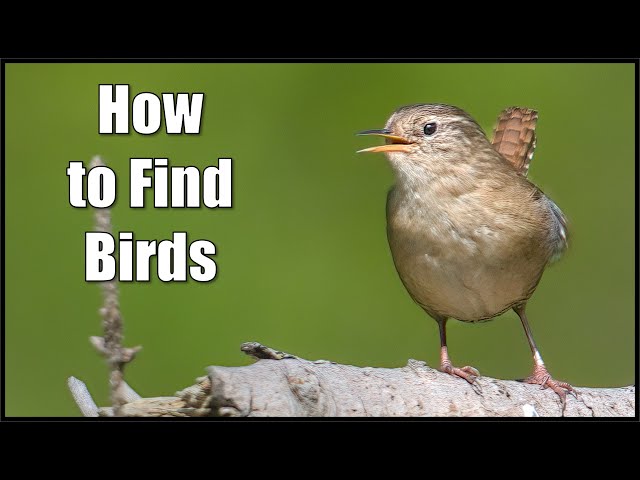 Are you struggling with how to find birds? With these tips you will surely find them!