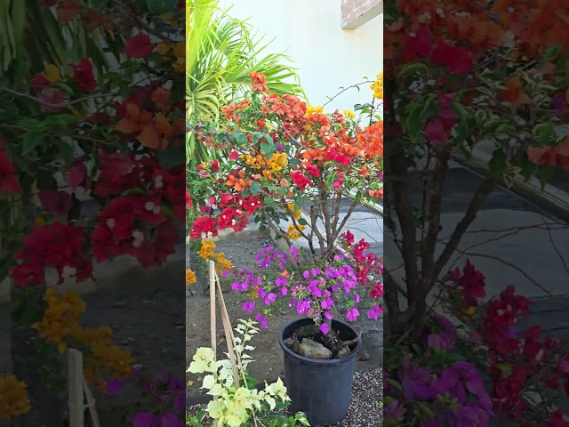 7-color bougainvillea #shortsfeed #shorts #shortvideo #shortsyoutube