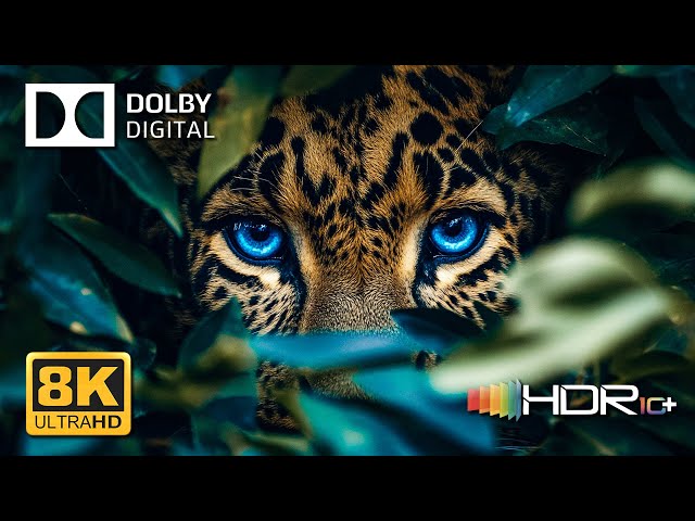 Unbelievable 😮 Dolby Vision 4K 60fps HDR 4K Video ULTRA HD