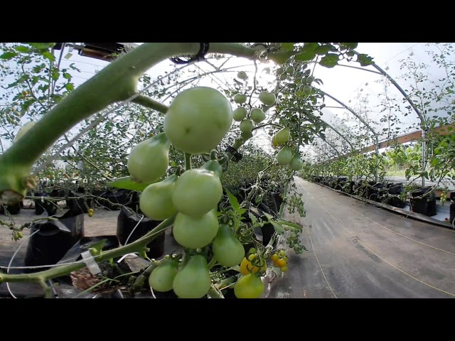 Hmong Modern grow { delicious tomato} _ 360 degree video.