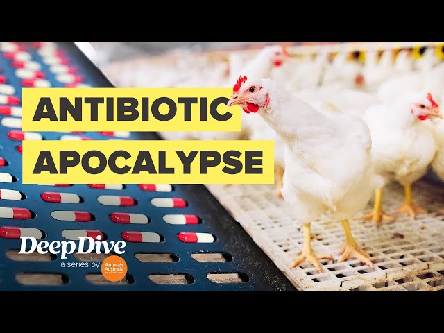 How factory farms help create antibiotic resistant superbugs