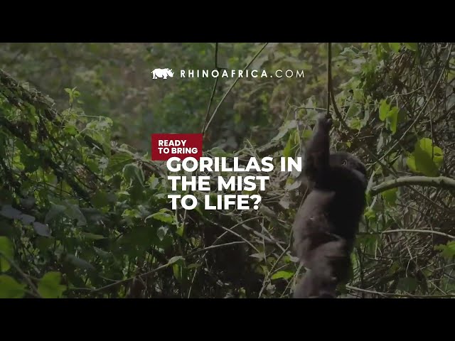 Get to Grips With Gorillas in Rwanda