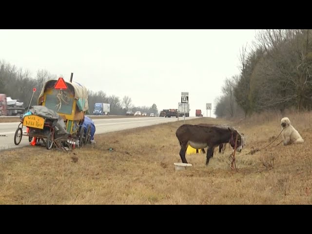 Woman travels through the Ozarks with her wagon and donkeys