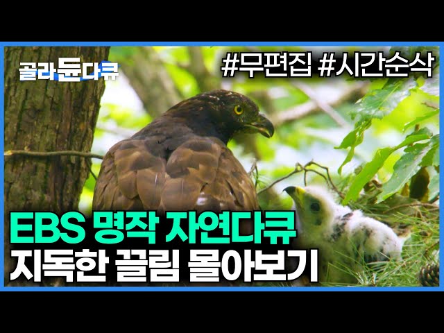 90분 순삭⚠️EBS 명작 자연다큐 지독한 끌림 모아보기│다큐프라임│#골라듄다큐