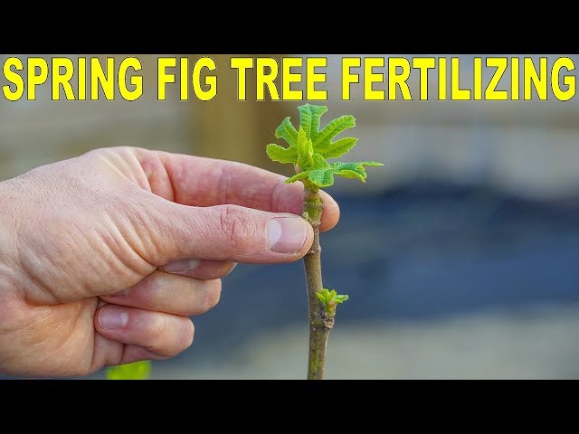 Fertilizing Figs In Spring - Get Your Fig Trees Off On The Right Foot