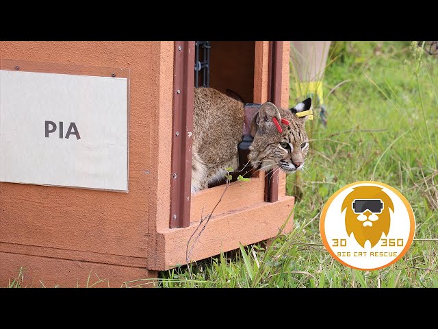 Bobcats contribute to Conservation 3D 180VR