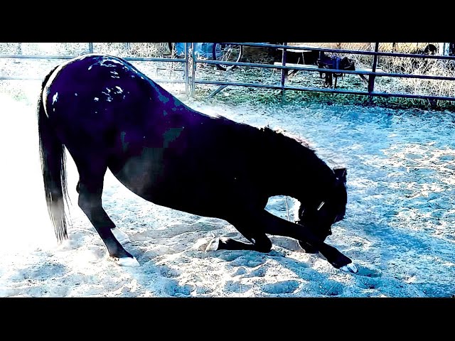 Teach Your Horse to Bowl