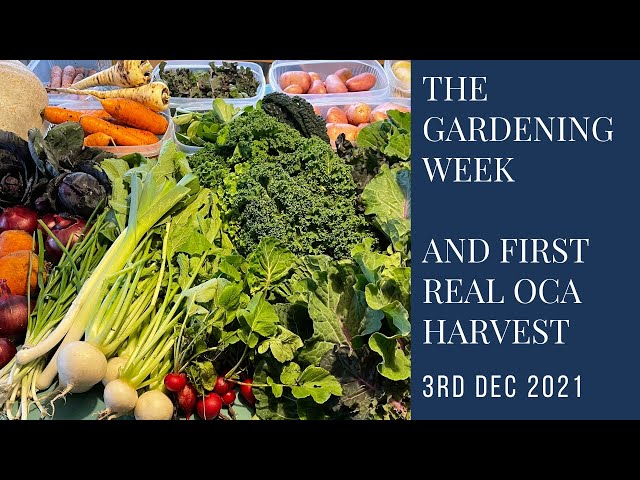 The gardening week and what a week it's been!  | First real oca harvest