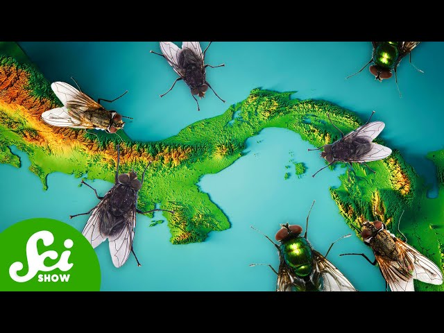 Why Planes Drop Millions of Flies on Panama Every Day