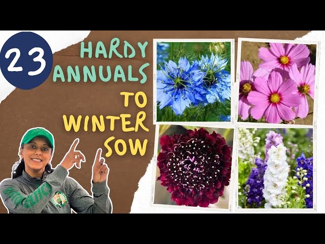 23 Cold Hardy Annuals To Winter Sow | Cut Flowers For Winter Sowing || Budget Gardening