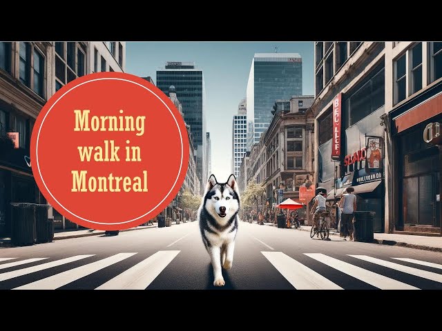 Montreal Morning Stroll: A Husky's Downtown Adventure!