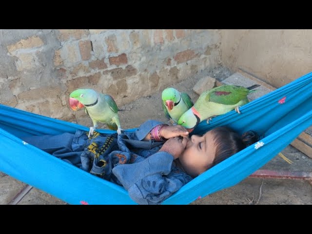 cute baby parrot cute eliza cute parrot elizabeth 3 parrot holding hand#cute