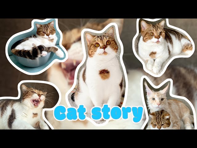 Cat cute moments. Cute cat and kittens. Cute videos of animal. #cat #catcute #cuteanimals #cutecats