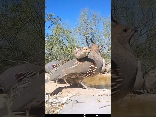 Quail Chicks Climb on Mom & Dad Scolds #shorts #arizona #wildlife #desert #trailcam #quail #nature