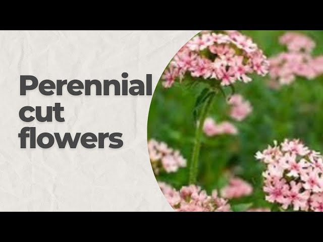 Easy to grow Perennial Cut Flowers.  Year 1 Australian cut flower garden.