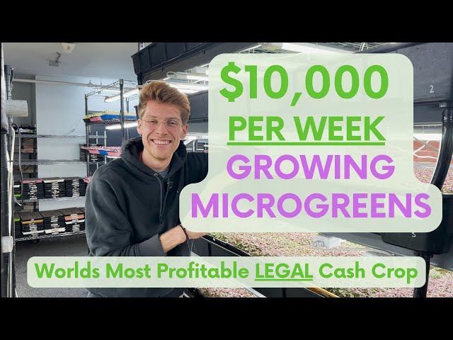 Plant Paradise: Boston Microgreens Vertical Farm Tour