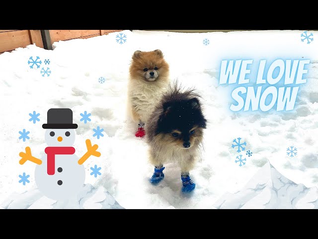 Pomeranians Playing and Hugging💞 in Snow❄⛄~