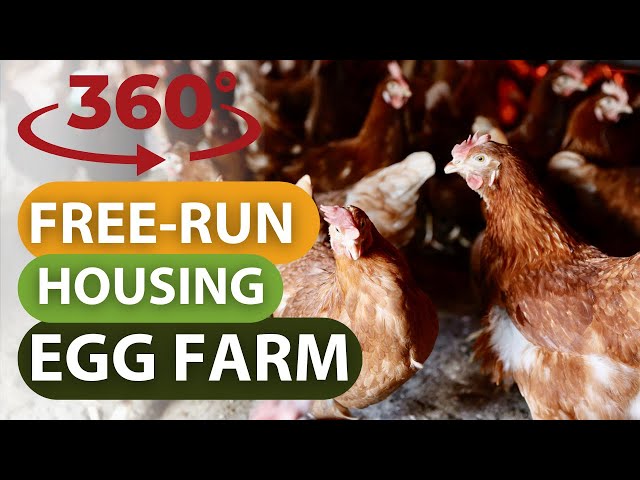 360 Free Run Housing Egg Farm