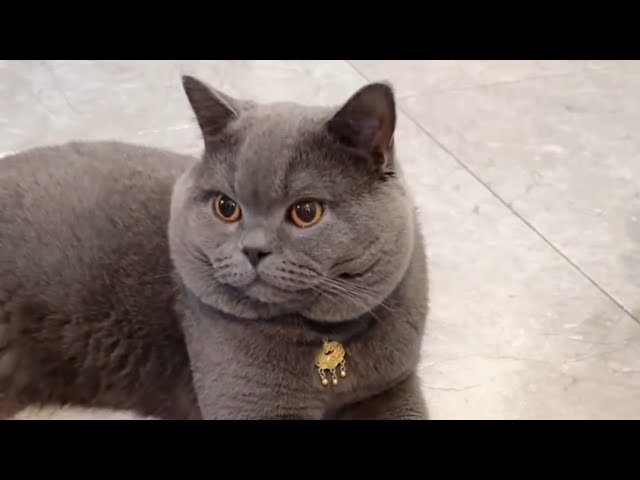 Relaxing with British Shorthair