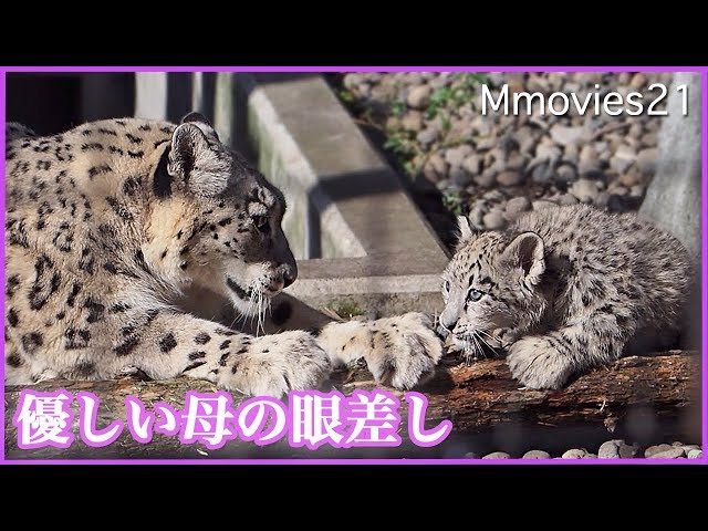 震えてるユキヒョウの赤ちゃん お母さんが傍に来てくれた♪ Snow Leopard mom & cub