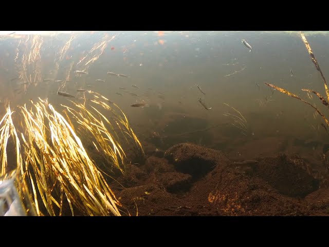 River Underwater July 7, Smelt it 2021 VID 20210711 123153 00 001