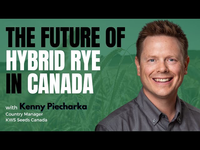 The Future of Hybrid Rye in Canada: Innovation, Sustainability, and Market Growth