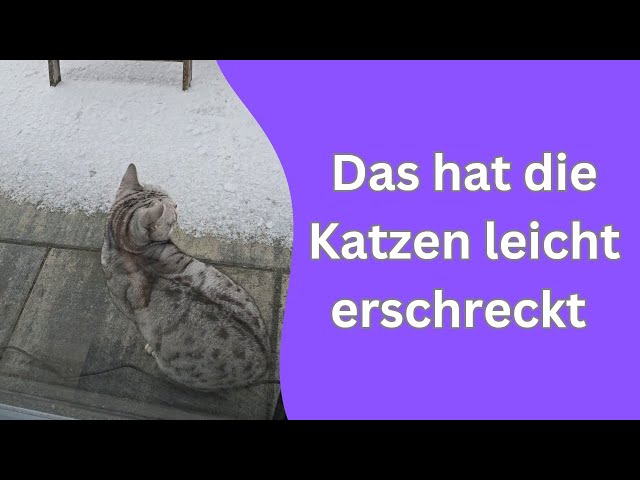 Die Lawine und die Katzen