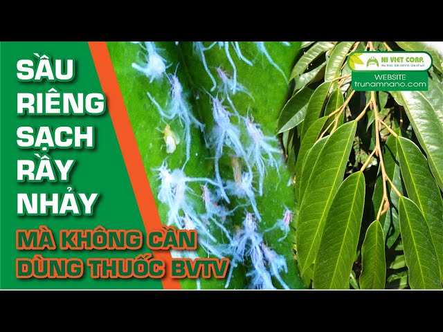 Sầu riêng sạch rầy nhảy mà không cần dùng thuốc BVTV |TRỪ NẤM NANO|NÔNG NGHIỆP SẠCH