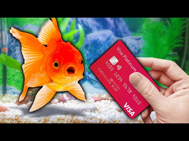 I Gave My Goldfish My Credit Card to Spend