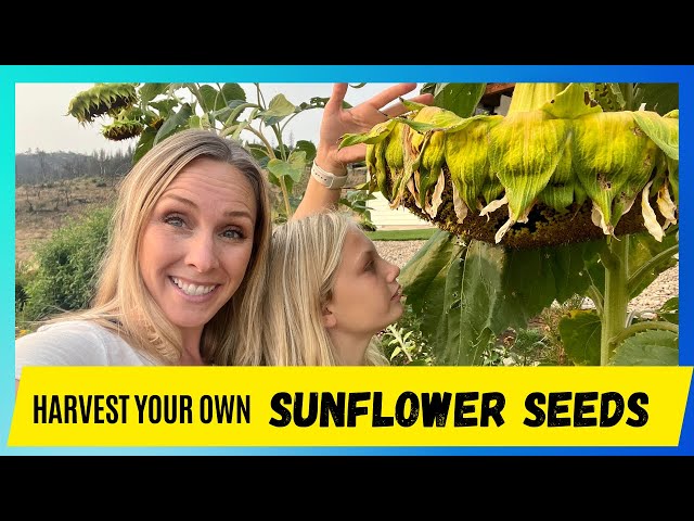 How to Harvest Sunflower Seeds #sunflower #sunflowerseeds #gardening