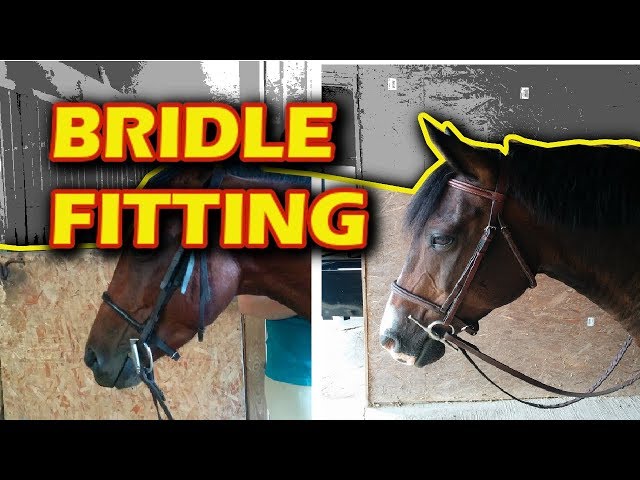 Bridle Fitting Tips for Beginners -